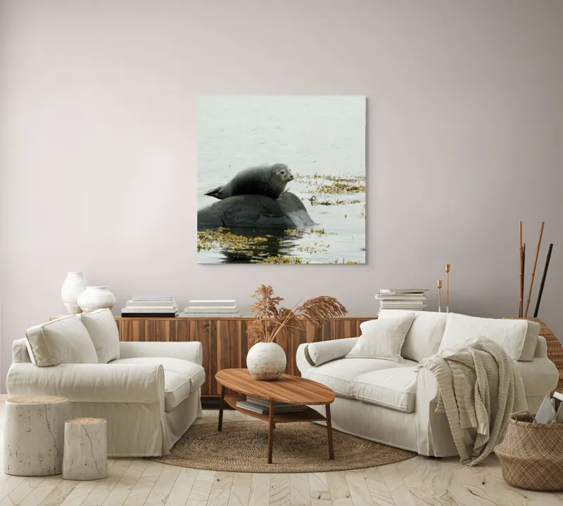Tablou Canvas, "Foca odihnindu-se pe stâncă мокрая", Focă, Piatră, Apă, Alge, Cer, Ocean, Natură, Relaxează, Observă, Odihnă, 100 x 100 cm – poza 3
