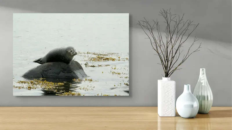 Tablou Canvas, "Foca odihnindu-se pe stâncă мокрая", Focă, Piatră, Apă, Alge, Cer, Ocean, Natură, Relaxează, Observă, Odihnă, 70 x 50 cm – poza 3