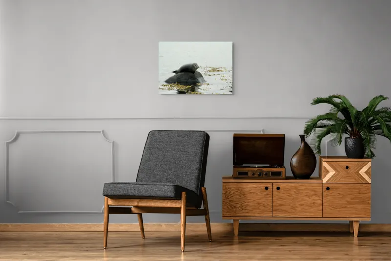 Tablou Canvas, "Foca odihnindu-se pe stâncă мокрая", Focă, Piatră, Apă, Alge, Cer, Ocean, Natură, Relaxează, Observă, Odihnă, 70 x 50 cm – poza 4