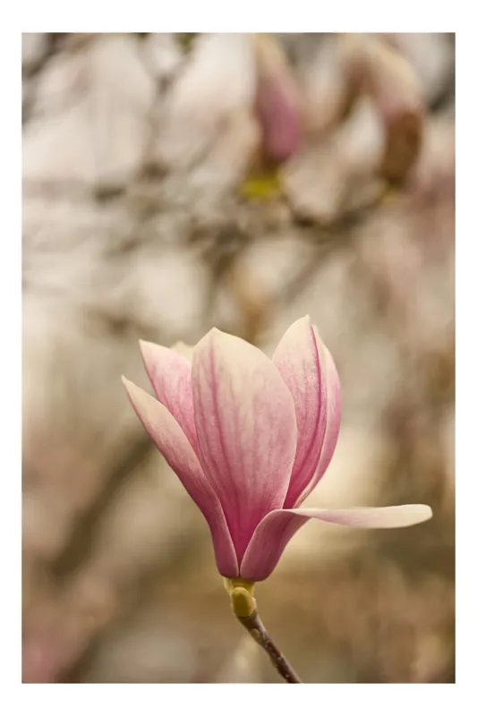 Tablou Canvas, "Magnolia în roua dimineții", Flori, Delicate, Roz, Magnolie, Primăvară, Natură, Grădină, Petale, Frumusețe, Botanică, 70 x 100 cm