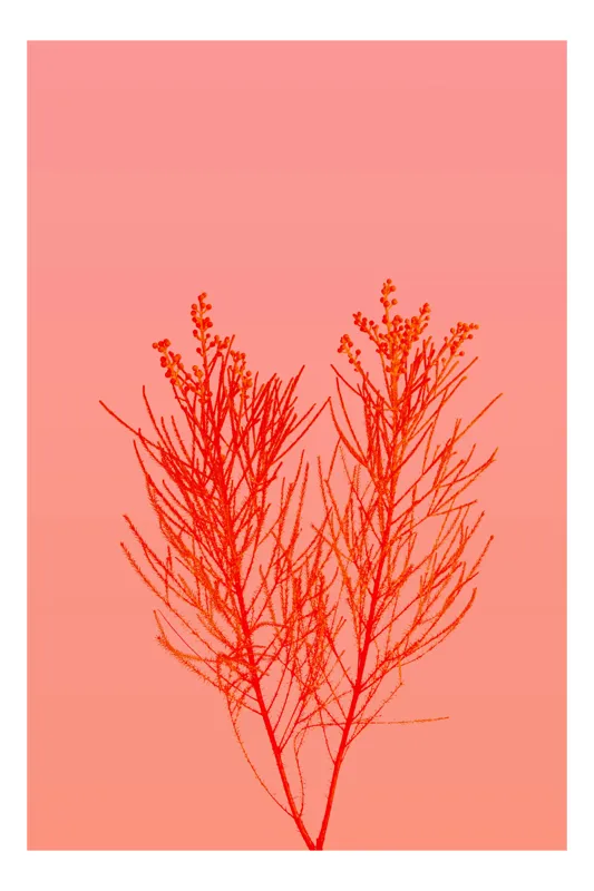 Tablou Canvas, "Ritm vegetal pe fundal roz", Ramură, Roșu, Minimalism, Natură, Simplu, Frumusețe, 39 x 54 cm