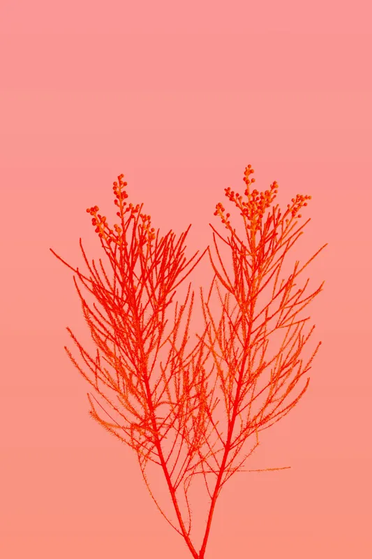 Tablou Canvas, "Ritm vegetal pe fundal roz", Ramură, Roșu, Minimalism, Natură, Simplu, Frumusețe, 100 x 150 cm – poza 2
