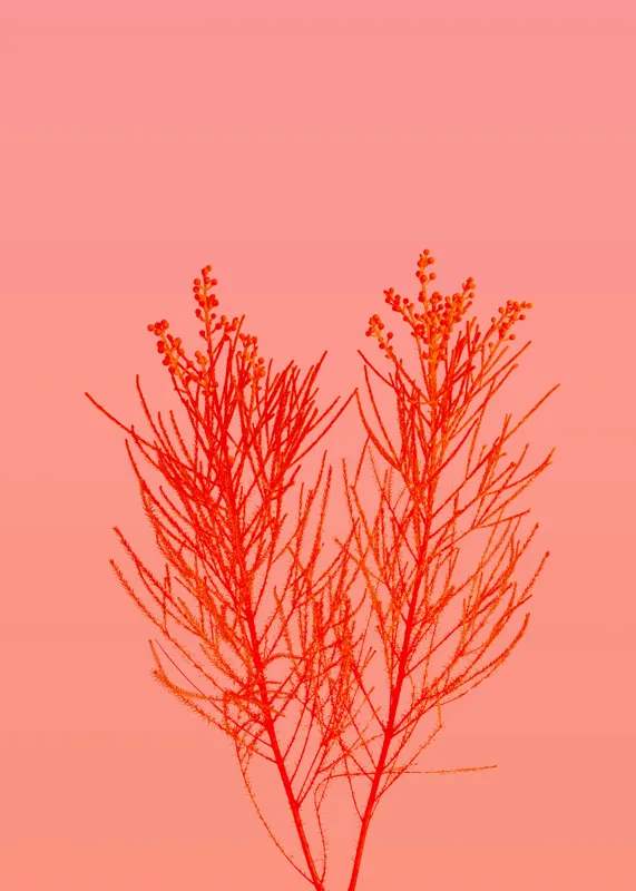 Tablou Canvas, "Ritm vegetal pe fundal roz", Ramură, Roșu, Minimalism, Natură, Simplu, Frumusețe, 50 x 70 cm – poza 2
