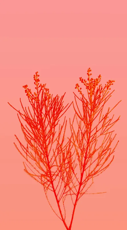 Tablou Canvas, "Ritm vegetal pe fundal roz", Ramură, Roșu, Minimalism, Natură, Simplu, Frumusețe, 50 x 90 cm – poza 2