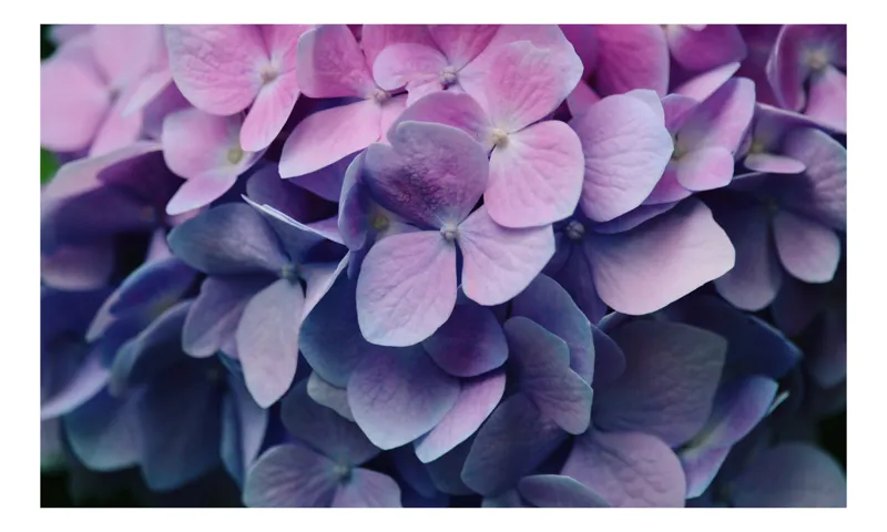 Tablou Canvas, "Strălucirea delicată a hortensiilor mov", Flori, Hortensii, Roz, Violet, Delicat, Petale, Frumusețe, Natură, Proaspăt, Culoare, 39 x 26 cm