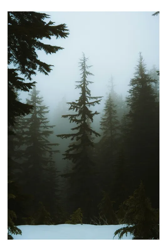 Tablou Canvas, "Pădurea liniștită în ceață misterioasă", Cedri, Ceață, Liniște, Întunecime, Pădure, Mister, Frig, Iarnă, Natură, Înălțime, 39 x 54 cm
