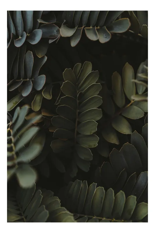 Tablou Canvas, "Misterul frunzișului întunecat verde pădure", Frunze, Verde, Textură, Natură, Umbre, Detalii, Vegetație, 100 x 100 cm