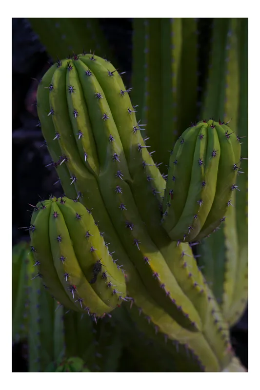 Tablou Canvas, "Cactusul străjer al deșertului verde", Verde, Cactus, Spini, Natură, Textură, 39 x 54 cm