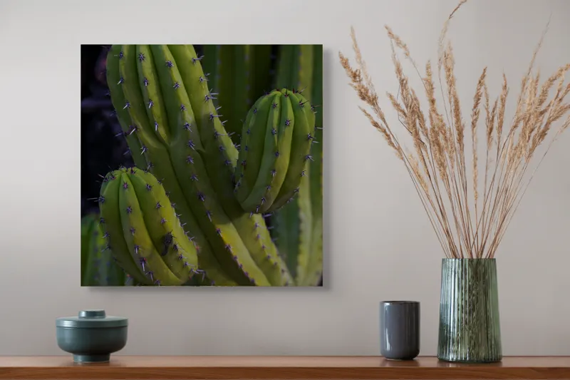 Tablou Canvas, "Cactusul străjer al deșertului verde", Verde, Cactus, Spini, Natură, Textură, 50 x 50 cm – poza 4