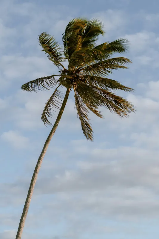 Tablou Canvas, "Palmier în adierea vântului tropical", Palmier, Albastru, Nori, Vânt, Seară, 100 x 150 cm – poza 2