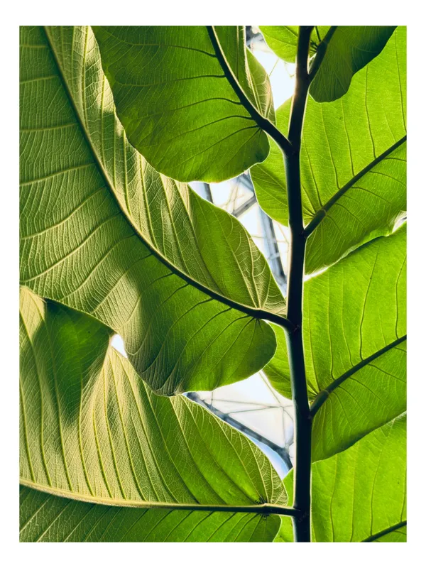 Tablou Canvas, "Frumusețea verde a naturii tropicale", Verde, Frunzos, Natură, Lumină, Umbre, Detalii, Textură, Vibrant, Frumusețe, Vegetație, 70 x 100 cm