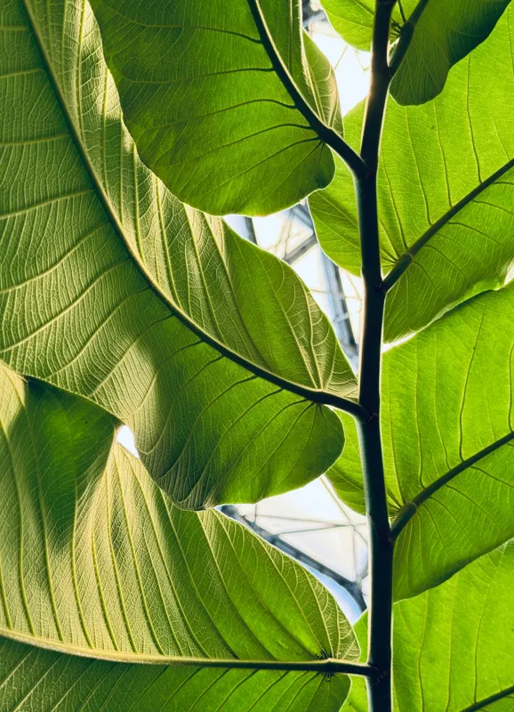 Tablou Canvas, "Frumusețea verde a naturii tropicale", Verde, Frunzos, Natură, Lumină, Umbre, Detalii, Textură, Vibrant, Frumusețe, Vegetație, 39 x 54 cm – poza 2