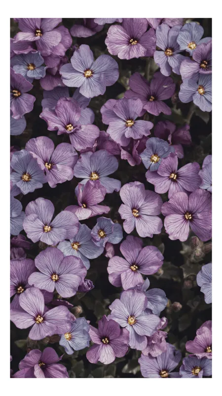 Tablou Canvas, "Misterul florilor violet în floriere", Flori, Violet, Petale, Natură, Primăvară, Delicat, Frumusețe, Abundență, Textură, Culoare, 39 x 54 cm