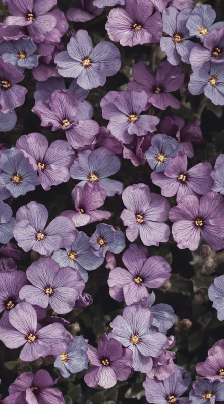 Tablou Canvas, "Misterul florilor violet în floriere", Flori, Violet, Petale, Natură, Primăvară, Delicat, Frumusețe, Abundență, Textură, Culoare, 50 x 90 cm – poza 2