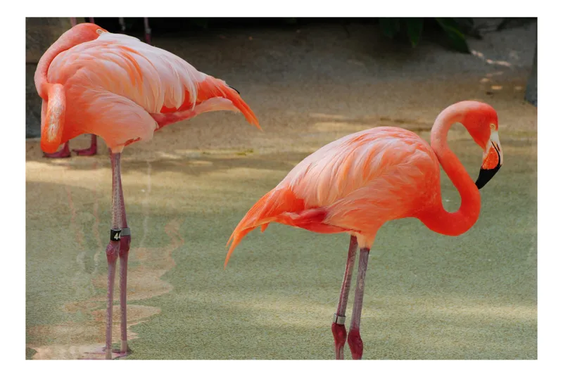Tablou Canvas, "Flamingo grațios pe malul apei", Flamingo, Roz, Apa, Reflecție, Calm, Grație, Tropical, Peisaj, 150 x 100 cm