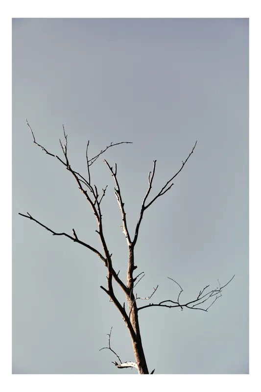 Tablou Canvas, "Silueta unui copac în amurg liniștit", Copac, Cer, Ramuri, Uscat, Simplu, Natură, Minimalism, Siluetă, 26 x 39 cm