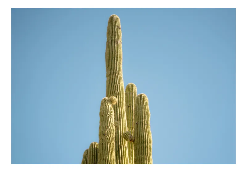 Tablou Canvas, "Dansul cactușilor sub cerul senin", Cactus, Cer, Verde, Natural, Spini, Coloane, Desert, Solemnitate, Arid, Vegetație, 100 x 70 cm