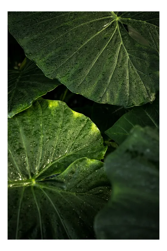 Tablou Canvas, "Frunzele strălucitoare după ploaie", Verde, Frunză, Plante, Natură, Rouă, Textură, 100 x 100 cm