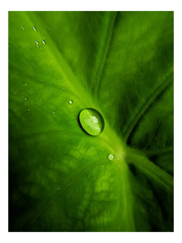 Tablou Canvas, "Picătura de rouă pe frunză verde", Frunză, Picătură, Verde, Textură, Natură, 50 x 50 cm