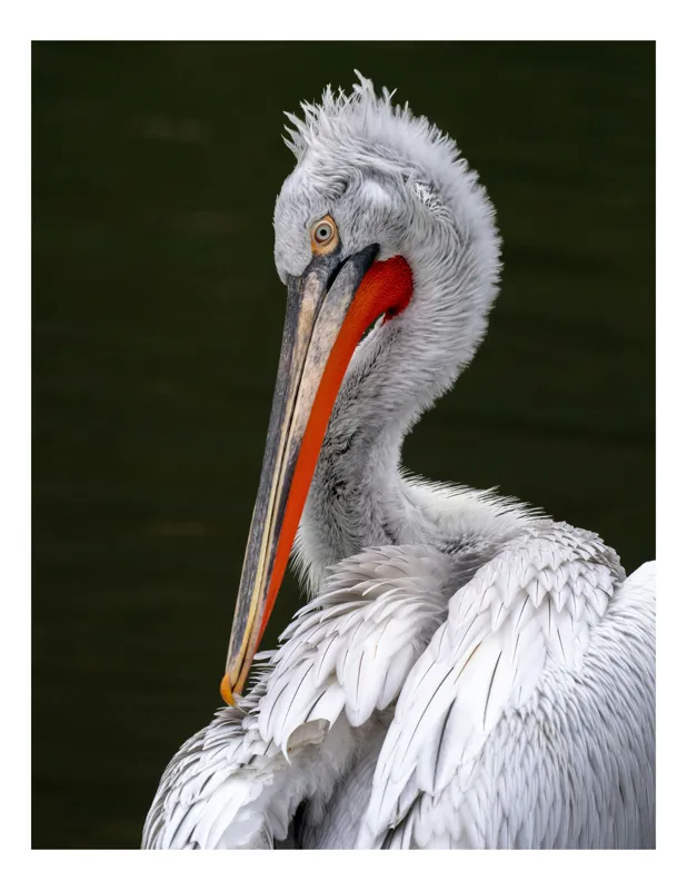 Tablou Canvas, "Pelican alb în apă liniștită", Elegant, Alb, Penaj, Ochi, Cioc, Contrast, Apă, Delicat, 70 x 100 cm