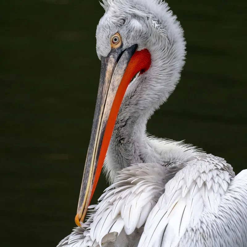 Tablou Canvas, "Pelican alb în apă liniștită", Elegant, Alb, Penaj, Ochi, Cioc, Contrast, Apă, Delicat, 50 x 50 cm – poza 2