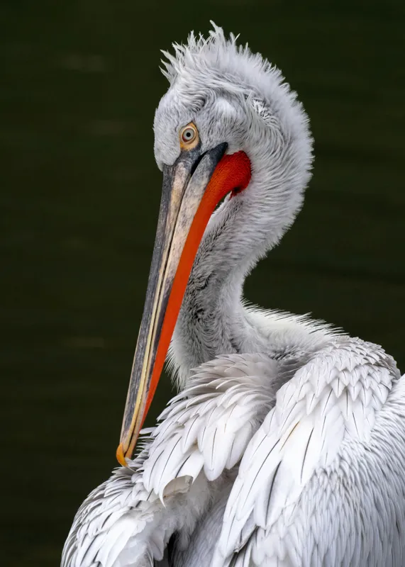 Tablou Canvas, "Pelican alb în apă liniștită", Elegant, Alb, Penaj, Ochi, Cioc, Contrast, Apă, Delicat, 50 x 70 cm – poza 2