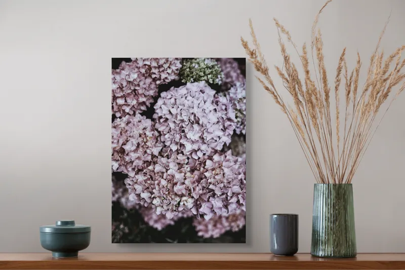 Tablou Canvas, "Delicatețe de hortensii rozalie înflorite", Flori, Hortensii, Roz, Delicat, Abundență, Natură, Textură, Petale, Frumusețe, Pastel, 39 x 54 cm – poza 3