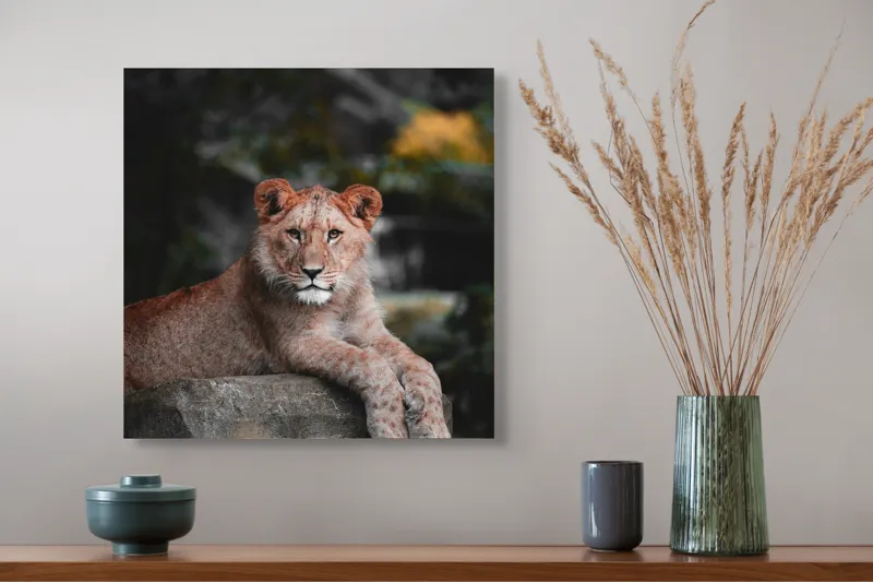 Tablou Canvas, "Leoaica odihnindu-se pe stâncă", Leu, Stâncă, Blană, Privire, Natură, Tânăr, Pată, Regal, Confortabil, Verdeață, 50 x 50 cm – poza 4