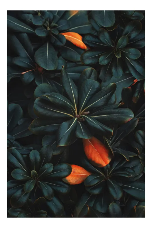 Tablou Canvas, "Frumusețea ascunsă a naturii întunecate", Frunze, Întunecate, Lucioase, Portocaliu, Ascuns, Contrast, Textură, Vibrant, Natură, 50 x 90 cm