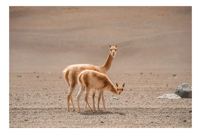 Tablou Canvas, "Vicuñe în deșertul arid al Anzilor", Desert, Vicugne, Nisip, Cămile, Munți, Faună, Sălbăticie, Serenitate, 70 x 50 cm