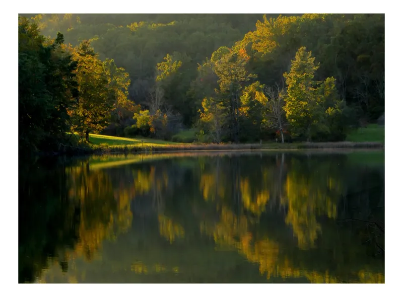 Tablou Canvas, "Oglindirea luminii pe lacul liniștit", Flori, Frunze, Reflecții, Apă, Lumină, Umbre, Pădure, Natură, Răsărit, Culori, 50 x 50 cm