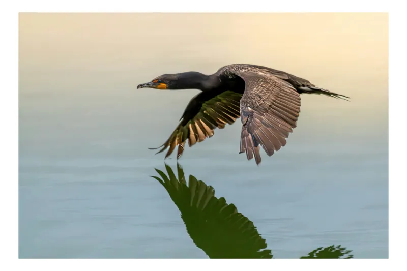 Tablou Canvas, "Cormoranul în zbor peste apă", Cormoran, Zbor, Apă, Reflecție, Aripi, Cer, Liniște, 50 x 50 cm