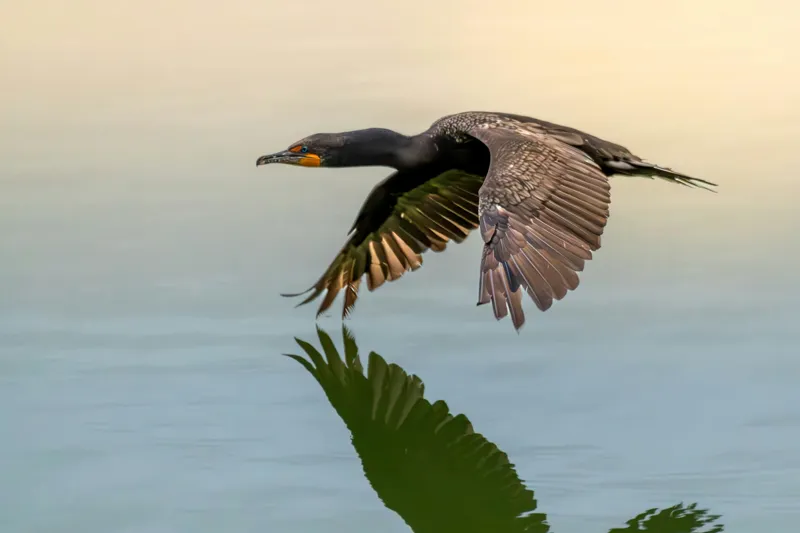 Tablou Canvas, "Cormoranul în zbor peste apă", Cormoran, Zbor, Apă, Reflecție, Aripi, Cer, Liniște, 150 x 100 cm – poza 2