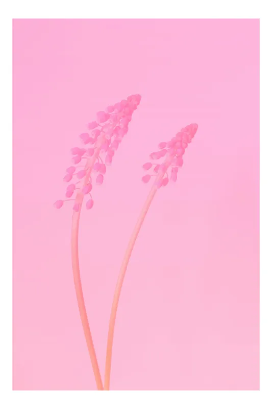 Tablou Canvas, "Dance delicată în roz pastelat", Delicate, Pastel, Blossoms, Minimal, Soft, Elegant, 50 x 70 cm