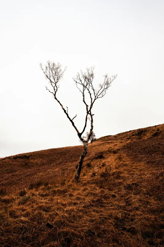 Tablou Canvas, "Arborele solitar pe deal toamna", Copac, Peisaj, Singurătate, Cer, Toamnă, Deal, Natură, Contrast, Melancolie, Siluetă, 100 x 150 cm – poza 2