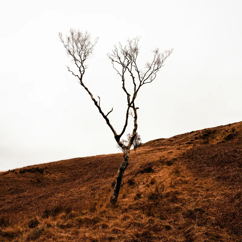 Tablou Canvas, "Arborele solitar pe deal toamna", Copac, Peisaj, Singurătate, Cer, Toamnă, Deal, Natură, Contrast, Melancolie, Siluetă, 50 x 50 cm – poza 2