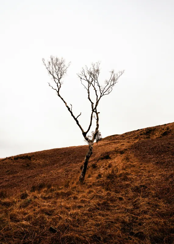 Tablou Canvas, "Arborele solitar pe deal toamna", Copac, Peisaj, Singurătate, Cer, Toamnă, Deal, Natură, Contrast, Melancolie, Siluetă, 50 x 70 cm – poza 2