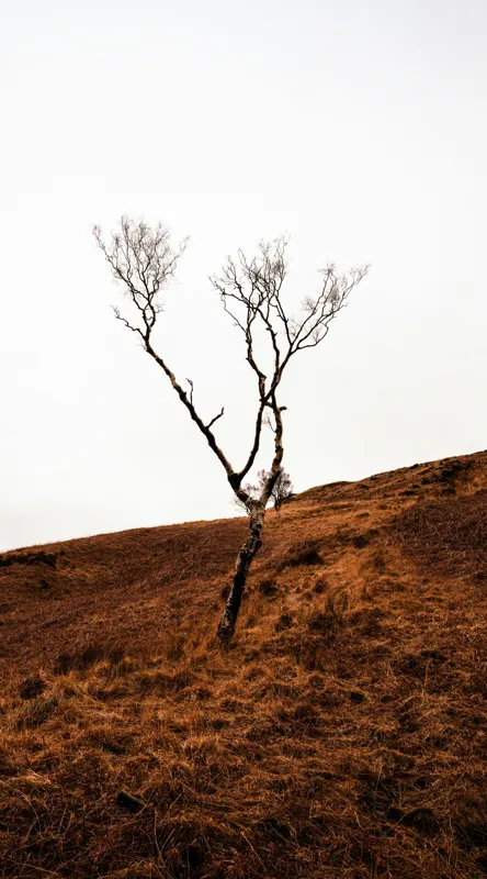 Tablou Canvas, "Arborele solitar pe deal toamna", Copac, Peisaj, Singurătate, Cer, Toamnă, Deal, Natură, Contrast, Melancolie, Siluetă, 50 x 90 cm – poza 2