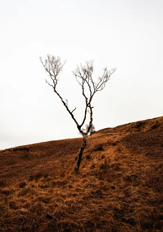 Tablou Canvas, "Arborele solitar pe deal toamna", Copac, Peisaj, Singurătate, Cer, Toamnă, Deal, Natură, Contrast, Melancolie, Siluetă, 70 x 100 cm – poza 2