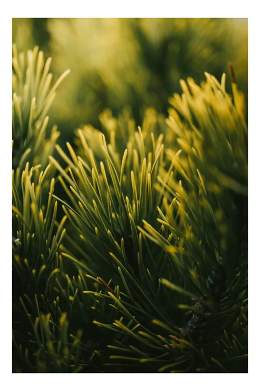 Tablou Canvas, "Strălucirea misterioasă a ramurilor de pin", Frumusețe, Natură, Verde, Frunze, Delicat, Luminos, Calm, Vigoros, Textură, Natural, Pini, Răcoare, Prospețime, Armonie, Serinitate, 100 x 150 cm