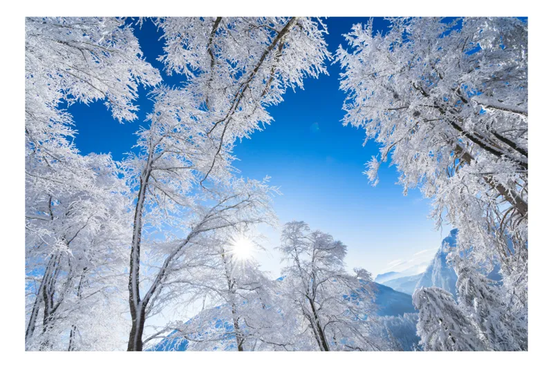 Tablou Canvas, "Strălucirea iernii sub cer senin", Alb, Strălucitor, Iarnă, Cer, Albastru, Zăpadă, Copaci, Vârfuri, Soare, Luminos, Crisp, Natură, Frig, Înghețat, Scenic, Peisaj, Imaculat, Calm, Senin, Încântător, 39 x 26 cm