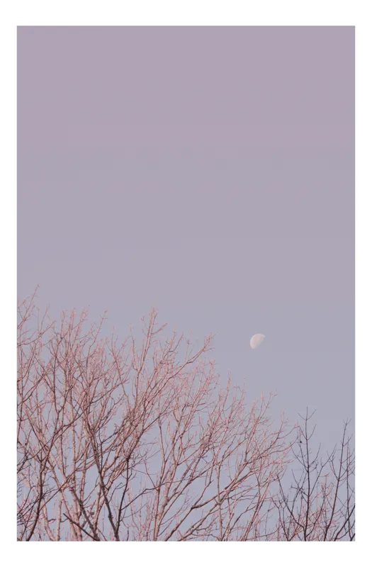 Tablou Canvas, "Luna palidă peste crengile goale", Lună, Cer, Crengi, Roz, Amurg, Ramuri, Pastel, Noapte, Tranquil, Natură, 50 x 90 cm