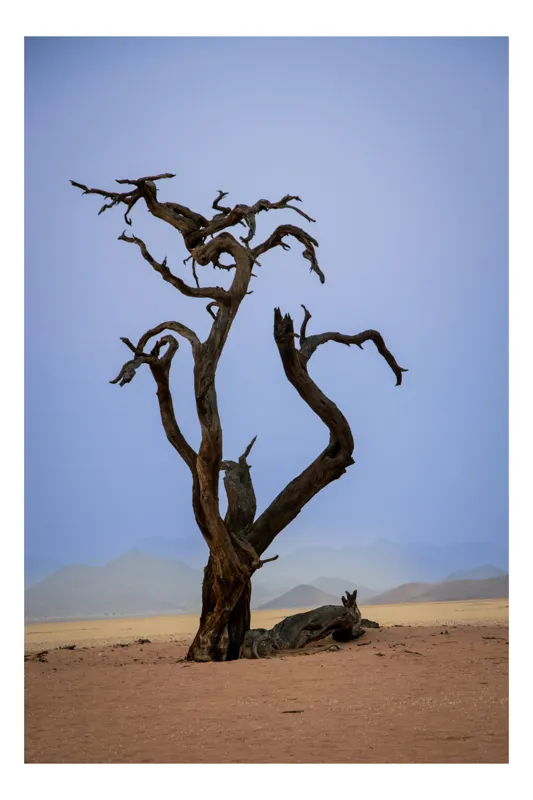 Tablou Canvas, "Arborele singuratic în deșertul arid", Copac, Singuratic, Uscat, Pustiu, Cer, Albastru, Deșert, Arid, Solitar, Peisaj, Natură, Sărăcie, Rămășițe, Crengile, Întunecat., 26 x 39 cm