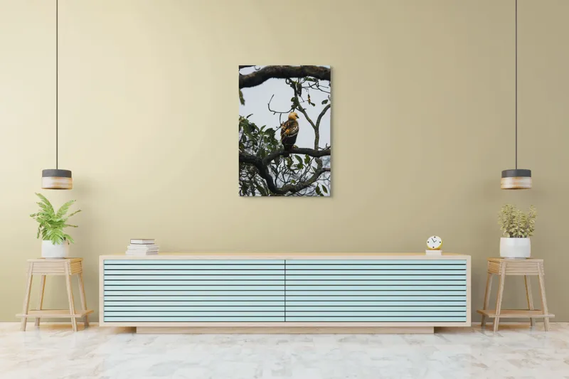 Tablou Canvas, "Vultur tânăr în așteptarea zborului", Pasăre, Ramură, Copac, Frunze, Cer, Penaj, Natură, Prădător, Observare, Pădure., 70 x 100 cm – poza 5