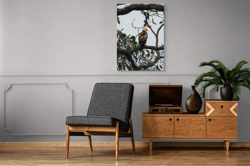 Tablou Canvas, "Vultur tânăr în așteptarea zborului", Pasăre, Ramură, Copac, Frunze, Cer, Penaj, Natură, Prădător, Observare, Pădure., 70 x 100 cm – poza 6