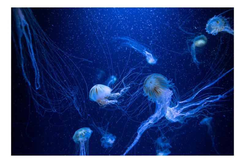 Tablou Canvas, "Misterul adâncurilor marine albastre", Meduze, Ocean, Albastru, Luminiscență, Tentacule, Subacvatic, Misterios, Grație, Natură, Dans., 100 x 70 cm