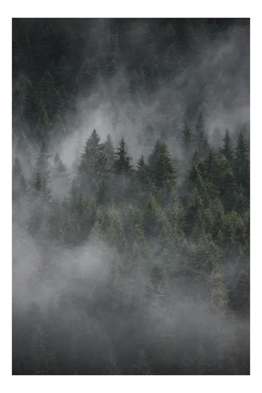 Tablou Canvas, "Misterul pădurii învăluite în ceață", Ceață, Pădure, Mister, Liniște, Verdeață, Frumusețe, Tainic, Natură, Umede, Seninătate, 70 x 100 cm