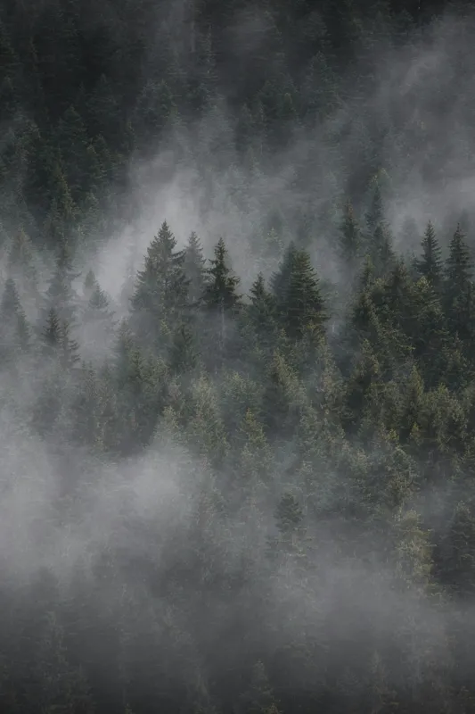 Tablou Canvas, "Misterul pădurii învăluite în ceață", Ceață, Pădure, Mister, Liniște, Verdeață, Frumusețe, Tainic, Natură, Umede, Seninătate, 26 x 39 cm – poza 2