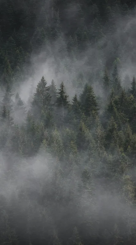 Tablou Canvas, "Misterul pădurii învăluite în ceață", Ceață, Pădure, Mister, Liniște, Verdeață, Frumusețe, Tainic, Natură, Umede, Seninătate, 50 x 90 cm – poza 2