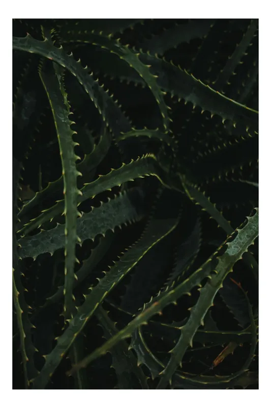 Tablou Canvas, "Frunzele întunecate ale naturii misterioase", Dark, Spiky, Dense, Mysterious, Organic, Intricate, Shadowy, 70 x 100 cm